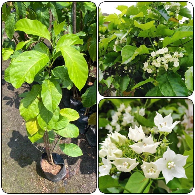 ต้นชมนาด ไม้ไทยมีกลิ่นหอม ดอกสีขาวติดดอกดก (สูง 50-70cm) ไม้เลื้อยประดับ