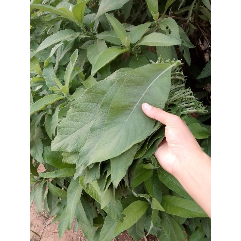 ใบหนาด เก็บสดชุดละ50ใบ หนาด
