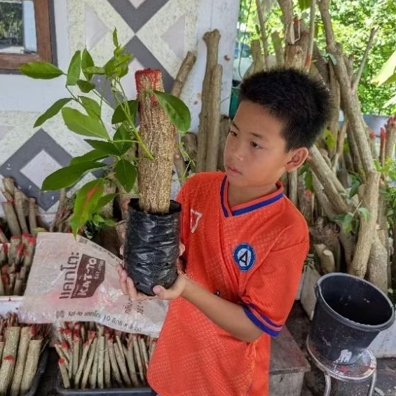 ต้นทองหลางก้านแดง ขนาด 3-5นิ้ว  แตกใบ รากเดินแล้ว