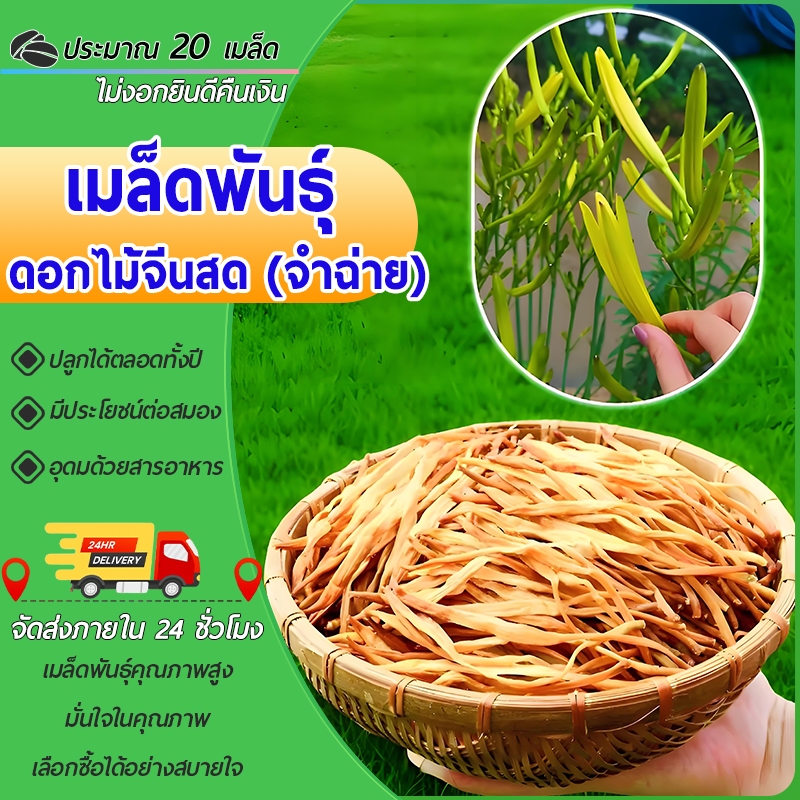 20 เมล็ดเมล็ดพันธุ์ดอกไม้จีนสดหรือจำฉ่าย ดอกไม้จีน หรือจำฉ่าย เมล็ดดอกไม้จีนสด จำฉ่าย