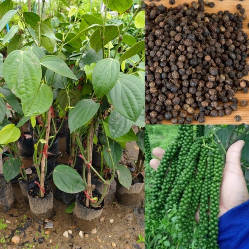 ต้นพริกไทยซีลอน ต้นพันธุ์ปักชำสูง 60-70 ซม. พวงจะยาวเมล็ดใหญ่