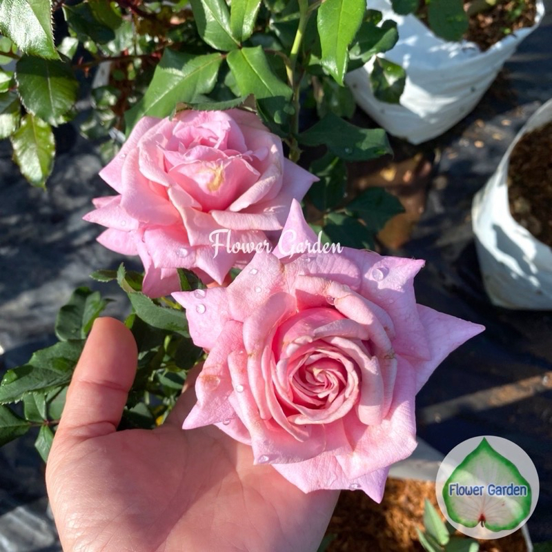 กุหลาบเมมโมเรียลเดย์ memorial day rose สีชมพูดอกหอมมาก แบบถุงพร้อมส่ง