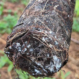 เชื้อเห็ดป่ารวม (ระโงก – เผาะหนัง – ตะไคล) *ส่งด่วนทุกวัน*| สูตรเส้นใยบริสุทธิ์ เดินเชื้อเร็ว | โอกาสเกิดสูงขึ้น