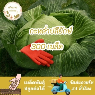 เมล็ดพันธุ์ กะหล่ำปลียักษ์ 50 เมล็ด Giant Russian Cabbage Seed เมล็ดพันธุ์แท้100% นำเข้าจากต่างประเทศ ปลูกผัก สวนครัว