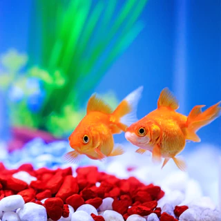 Zenkoi อาหารปลาทอง สูตรเร่งโต เร่งสี เร่งวุ้น 3ขนาด