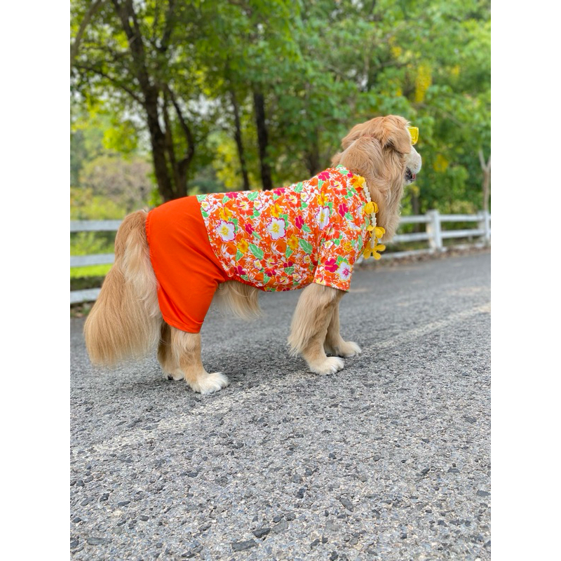 พร้อมส่ง! เสื้อสุนัข เสื้อหมาขนาดใหญ่ เที่ยวทะเล กางเกงขาสั้น - รูปที่ 4