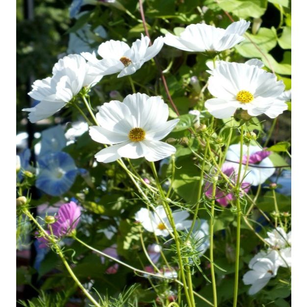 เมล็ดพันธุ์ ดอกดาวกระจายสีขาว ดอกคอสมอส30เมล็ด White Purity Cosmos Flower Seed เมล็ดพันธุ์แท้ นำเข้าจากต่างประเทศ สีขาว - รูปที่ 3