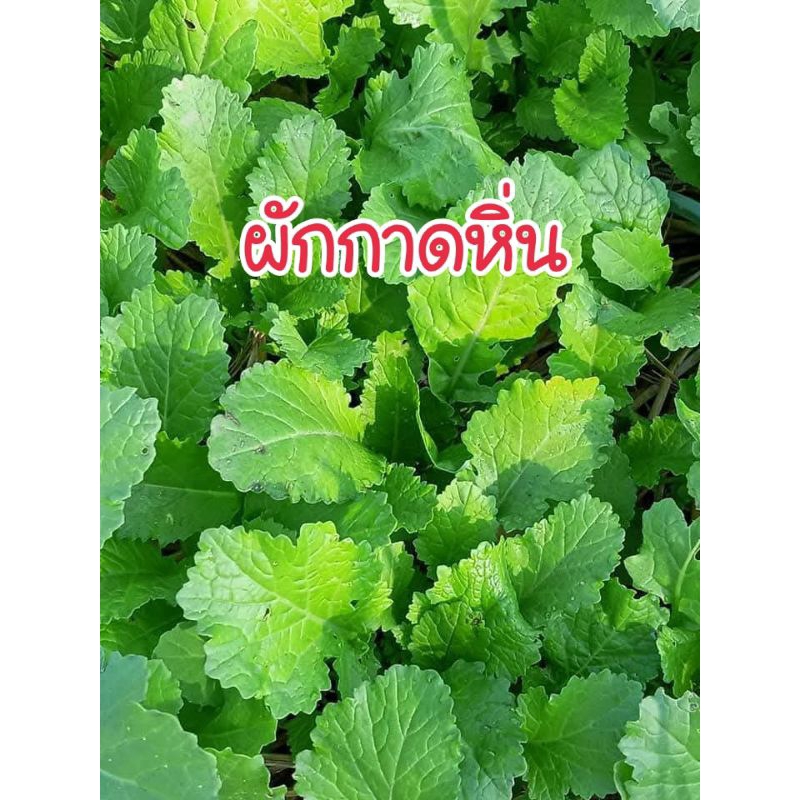 เมล็ดพันธุ์ผักกาดหิ่น หรือวาซาบิเมืองไทย 1,000 เมล็ด