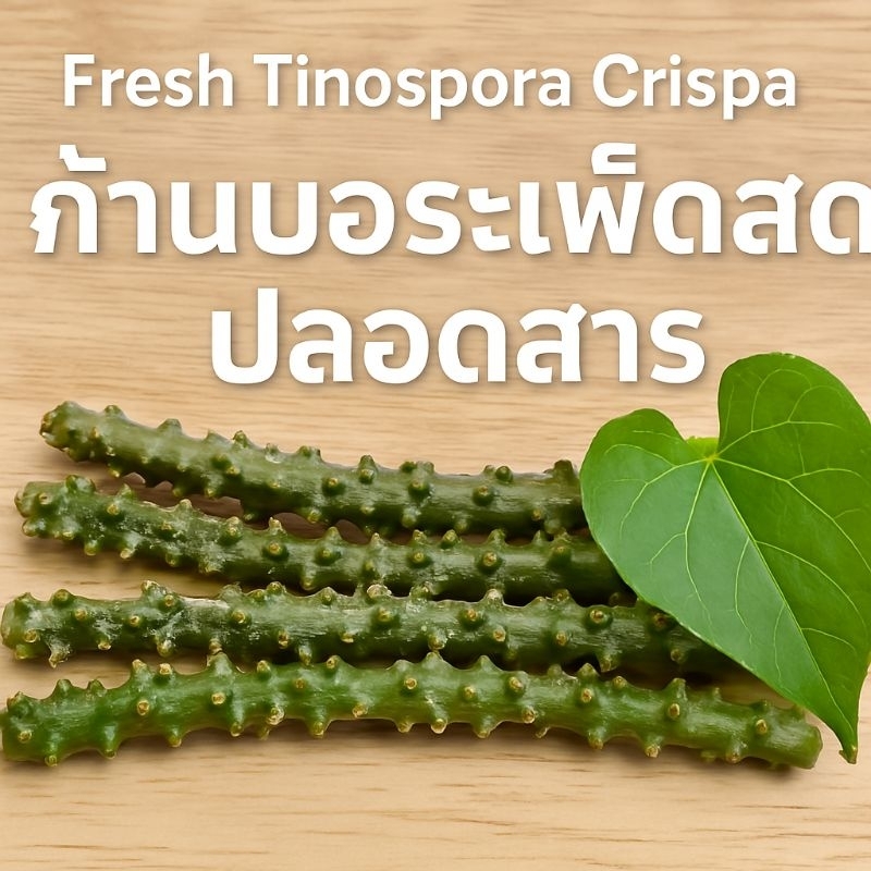 บอระเพ็ดสด คัดคุณภาพ