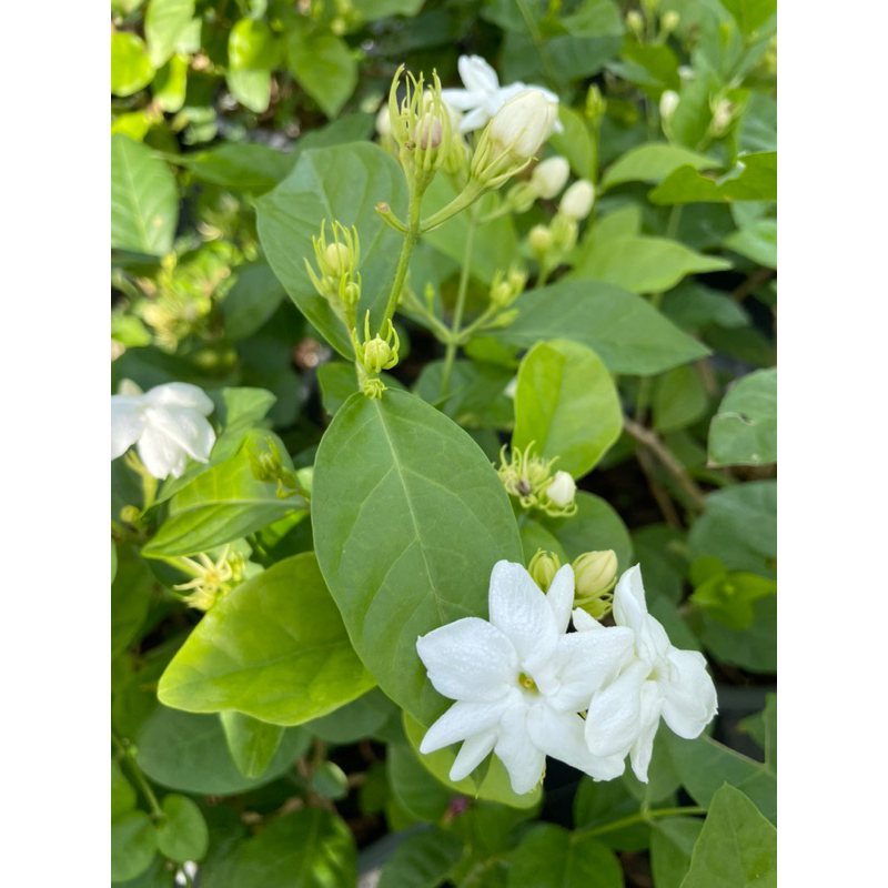 ต้นมะลิลา มะลิร้อยมาลัย Jasminum Sambac กระถาง6” ต้นใหญแข็งแรงพร้อมปลูก
