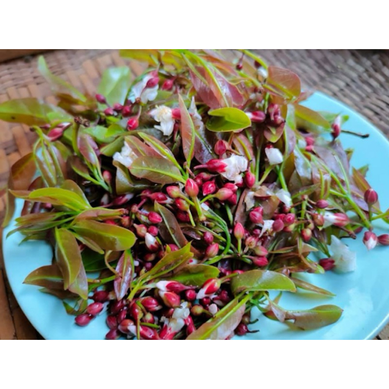 ต้นผักติ้ว ผักแต้ว ผักพื้นบ้านอายุยืน สรรพคุณมากมาย น่าปลูก (สูง50-70cm) - รูปที่ 2