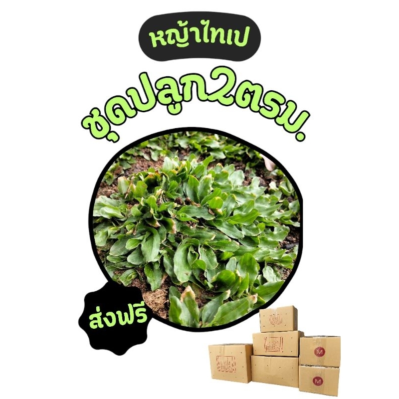 หญ้าไทเปหญ้าจัดสวนไม่ต้องตัดชุด 2 ตรม.(1กิโล)