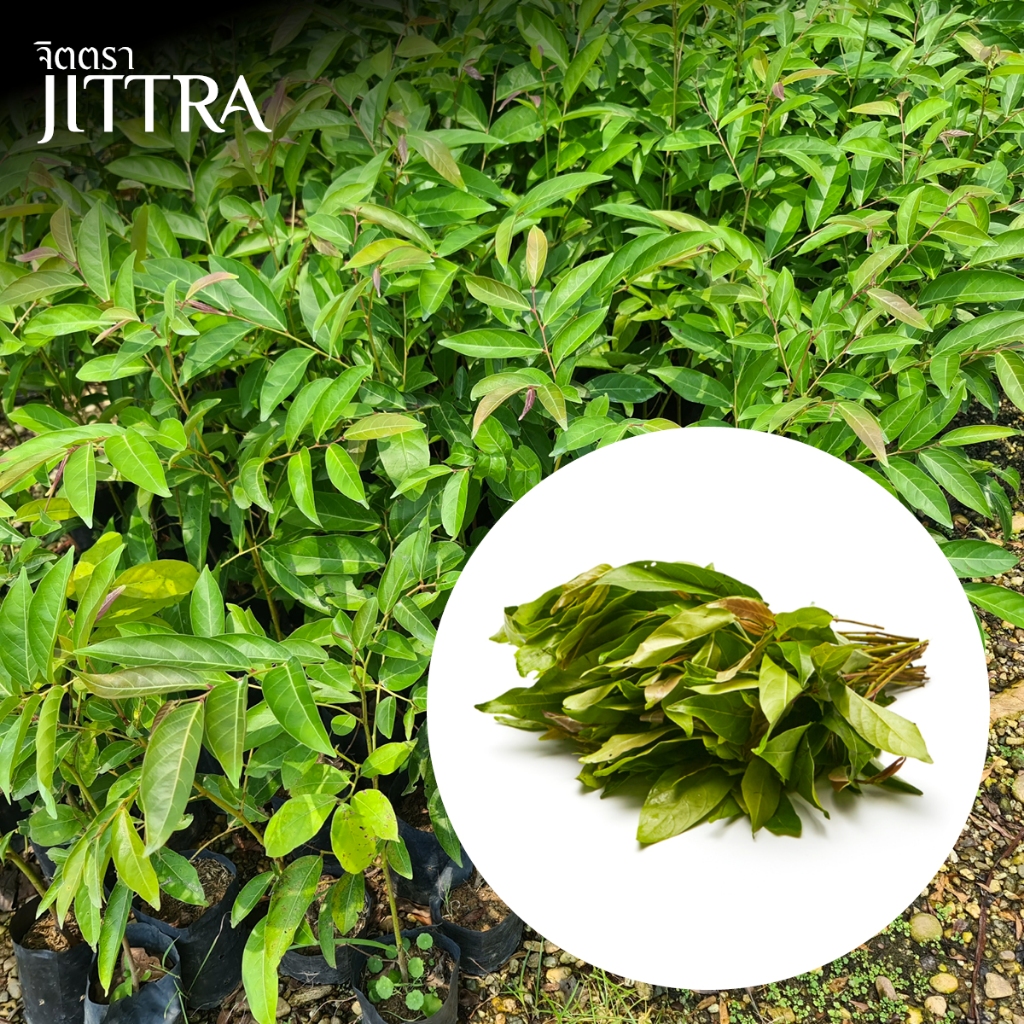 จิตตรา ต้นพันธุ์ผักมันปู ปักชำสูง 60-80 ซม. พร้อมส่ง เคลมฟรี ต้นพันธุ์ผักพื้นบ้าน สมุนไพรไทย