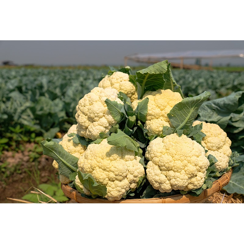 ต้นพันธุ์  กะหล่ำดอก ถุงดำ  29 บาท  พร้อมปลูก กะหล่ำดอก (Caulifower)  หรือ กะหลํ่าต้น หวานกรอบอร่อย