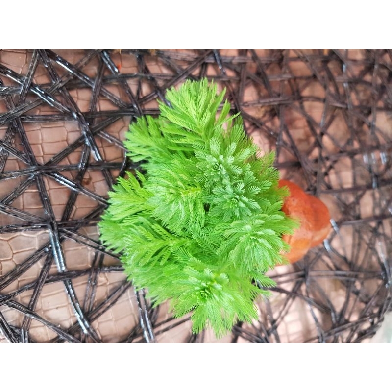 สาหร่ายขนนกเขียวส่งพร้อมกระถางดินเผา ใช้ประดับต่างๆตู้ปลาสวยงาม