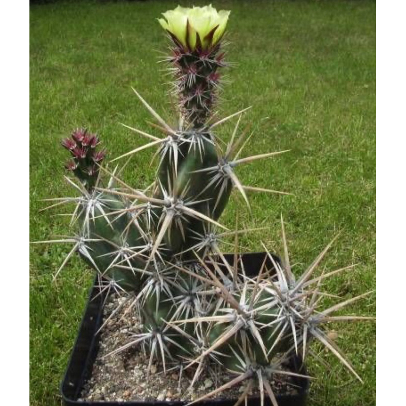 กรูโซเนีย อินวิกต้า หนามโหดมาก หนามสวย Grusonia invicta