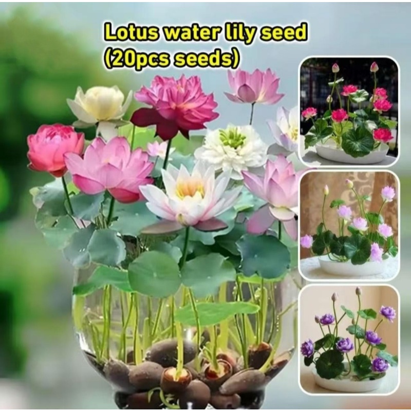 เมล็ดบัวชามใหม่ สี่ฤดู ออกดอก ไฮโดรโปนิกส์ พืชสีเขียวที่ปลูกในน้ำ เมล็ดดอกบัว ดอกบัว ดอกไม้กระถางแบบไม่ใช้ดิน