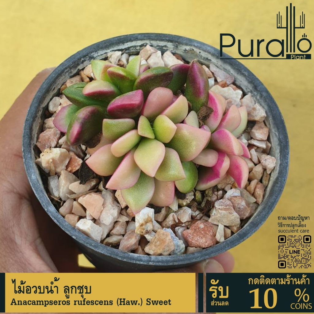 ต้นไม้อวบน้ำ ลูกชุบด่าง Anacampseros rufescens (Haw.) Sweet #succulent #ลูกชุบ #กระถาง