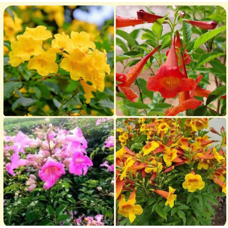 ต้นทองอุไร (สีส้ม สีเหลือง สีชมพู และมิกกี้เม้าส์)คะ Patsorntree