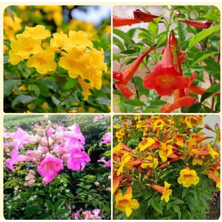ต้นทองอุไร (สีส้ม สีเหลือง สีชมพู และมิกกี้เม้าส์)คะ Patsorntree