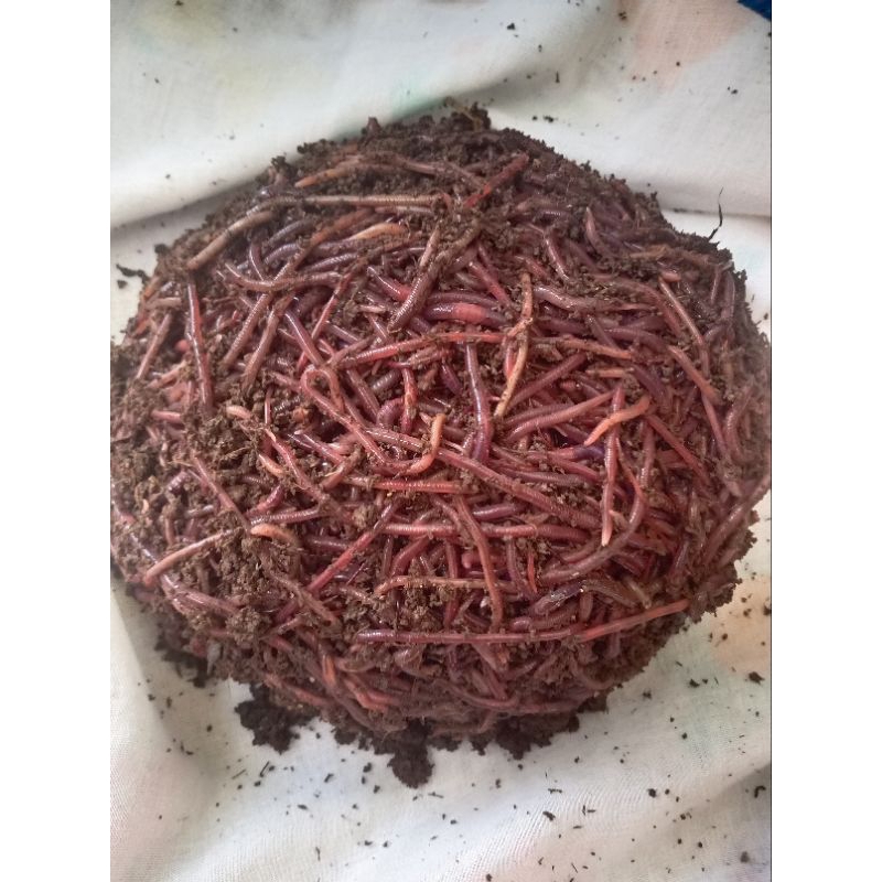 ไส้เดือนบลูเวิร์ม+ไส้เดือนAF 0.5kg.