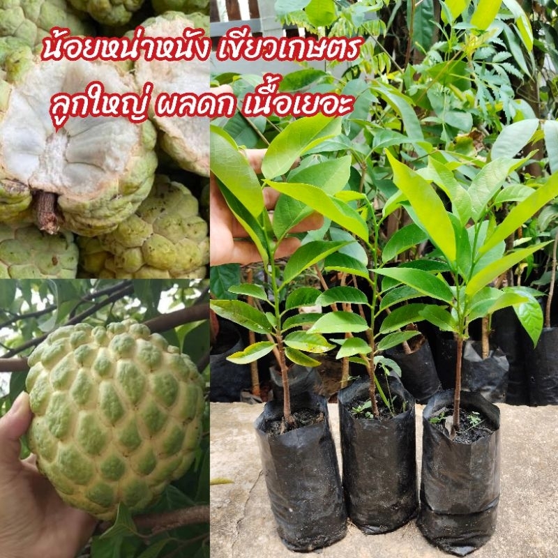 น้อยหน่าหนังเขียวเกษตร2(ขั้นต่ำ2ต้น) ต้นใหญ่แต่ผลดกที่สุด คัดต้นสวยๆ