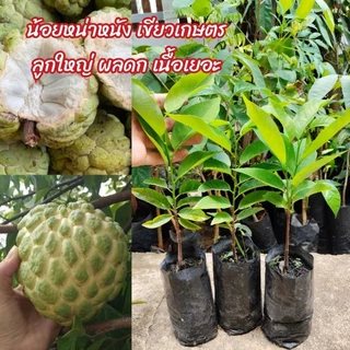 น้อยหน่าหนังเขียวเกษตร2(ขั้นต่ำ2ต้น) ต้นใหญ่แต่ผลดกที่สุด คัดต้นสวยๆ