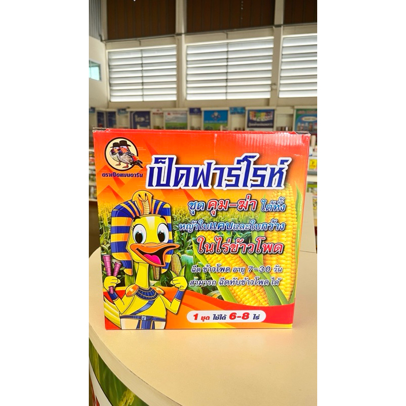 เป็ดฟาร์โรห์ ชุดคุม-ฆ่า ได้ทั้ง หญ้าใบแคบและใบกว้าง ในไร่ข้าวโพด ไร้อ้อย