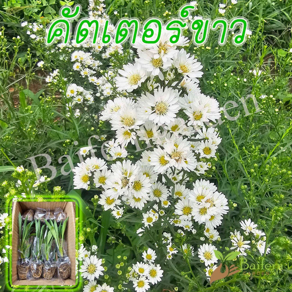 ต้นกล้าดอกคัตเตอร์ขาว ดอกไม้กินได้ รากเยอะพร้อมปลูก
