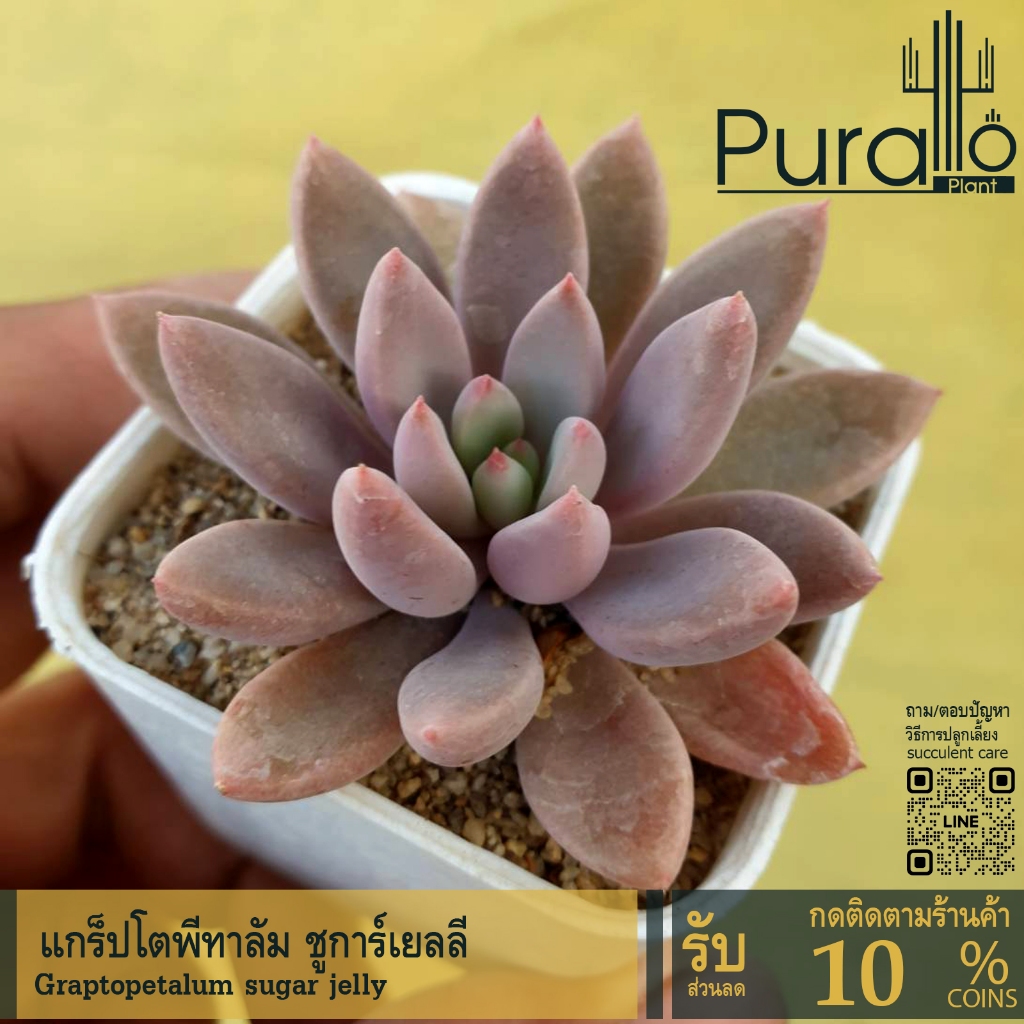 ต้นไม้อวบน้ำ กุหลาบหิน แกร็ปโตพีทาลัม ชูการ์เยลลี่ Graptopetalum sugar jelly #ดอกไม้ตกแต่ง