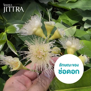 จิตตรา ต้นพันธุ์ชมพู่ทับทิมจันทร์ กิ่งตอนสูง 60-80 ซม. โตไวให้ผลเร็ว พร้อมส่ง เคลมฟรี ต้นพันธุ์ผลไม้