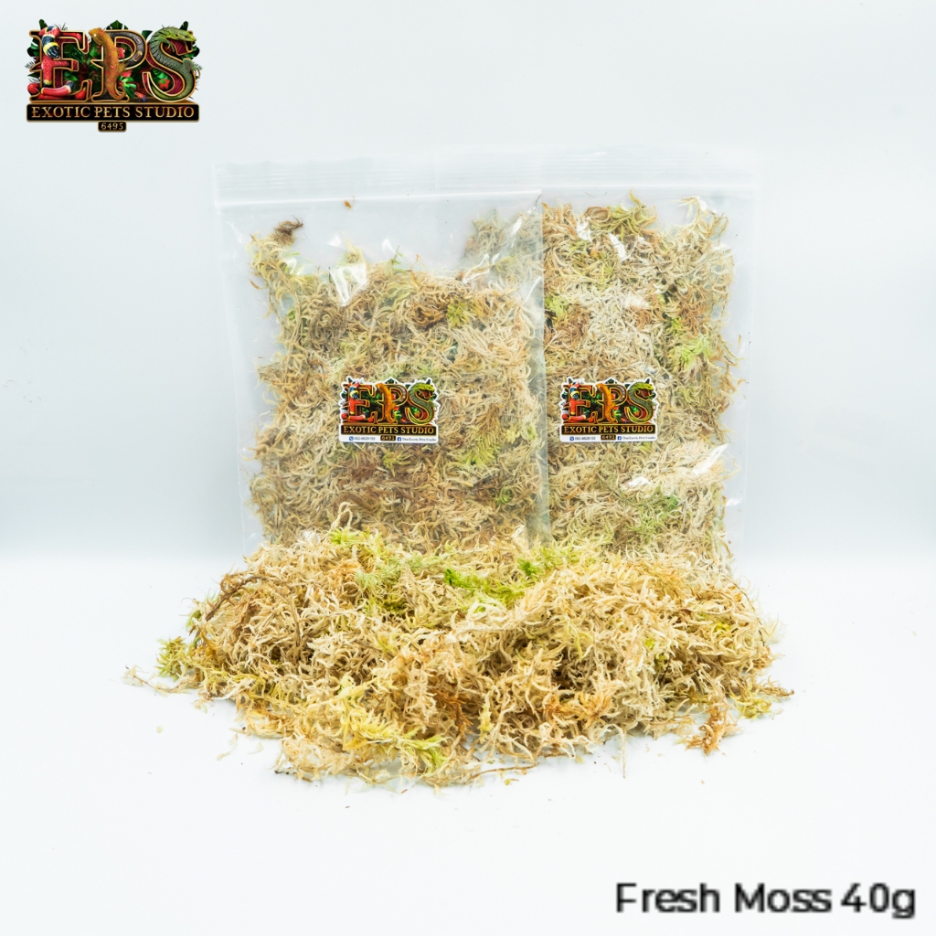 สแฟกนั่มมอสสด ขนาด 40 กรัม sphagnum moss รองพื้นสัตว์ ปลูกต้นไม้