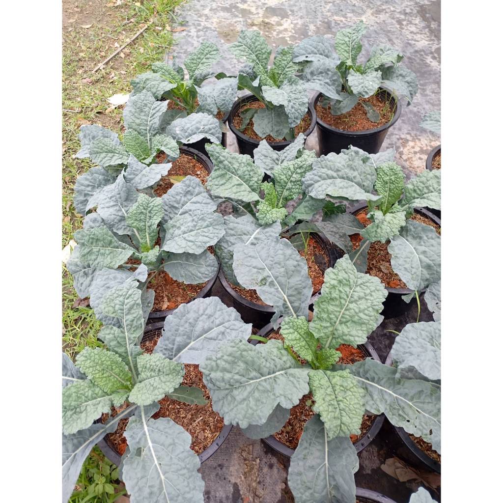 ต้นพันธุ์ เคลไดโน เคลไดโนเสาร์ ถุงดำ 29 บาท พร้อมปลูก Lacinato Kale  ราชินีของผักใบเขียว dino kale เคลใบยาว  ปลูกง่าย ราคา ถูกที่สุด ดีลบีเคเค แกลเลอรีภาพที่ 7