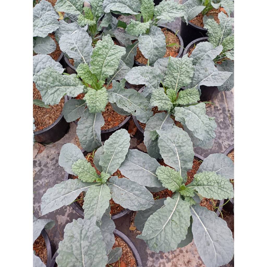 ต้นพันธุ์ เคลไดโน เคลไดโนเสาร์ ถุงดำ 29 บาท พร้อมปลูก Lacinato Kale  ราชินีของผักใบเขียว dino kale เคลใบยาว  ปลูกง่าย ราคา ถูกที่สุด ดีลบีเคเค แกลเลอรีภาพที่ 5