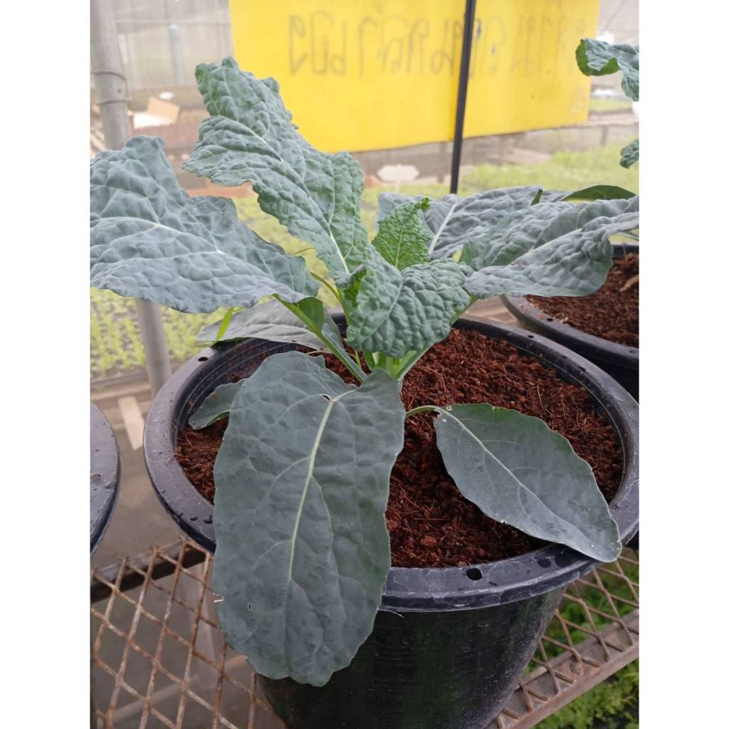 ต้นพันธุ์ เคลไดโน เคลไดโนเสาร์ พร้อมปลูกในถุงดำ  29  บาท   kale เคลไดโน dino kale  Lacinato Kale