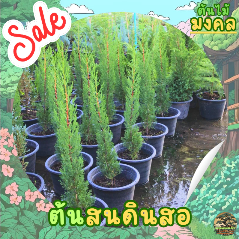 [พร้อมส่ง] ต้นสนดินสอ Italian Cypress, Pencil Pine ความสูง 55 cm เป็นไม้หายาก
