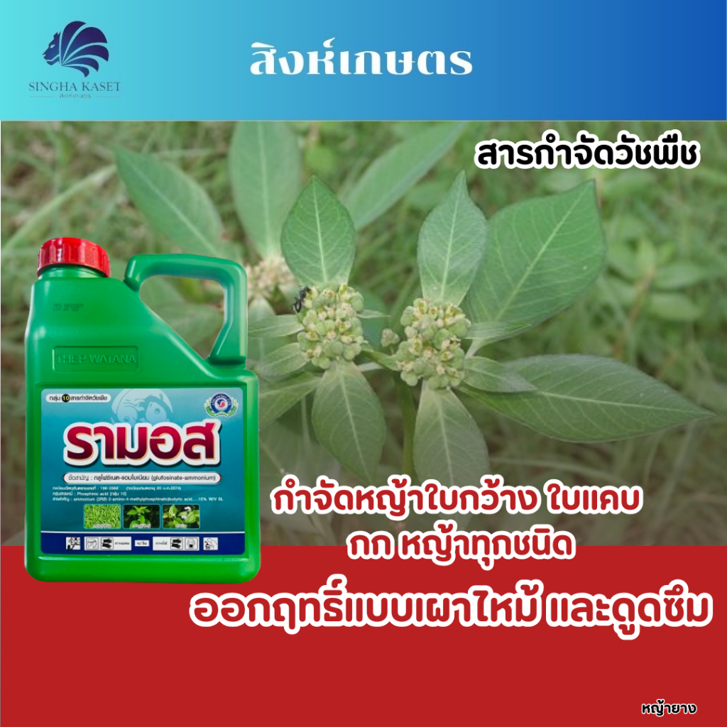 รามอส ขนาด4ลิตร กลูโฟซิเนตแอมโมเนียม กำจัดวัชพืชใบแคบ ใบกว้าง เผากึ่งดูดซึม ราคา ถูกที่สุด ดีลบีเคเค แกลเลอรีภาพที่ 3