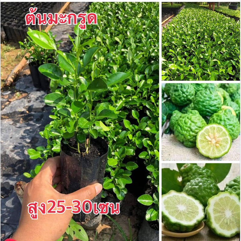 ต้นมะกรูด 4ต้น80บาท ต้นสวยพร้อมส่ง แบบเพาะเมล็ด