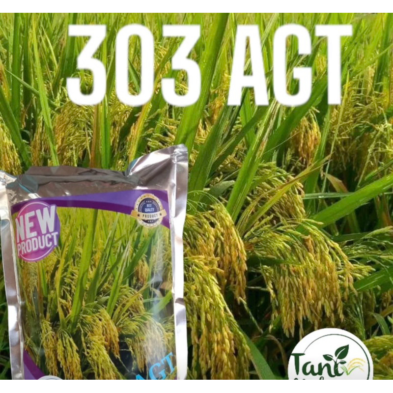 SALE ‼️เมล็ดพันธุ์ข้าว 303 AGT zizania แท้ 100%