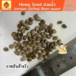 เมล็ดฮวยมั้ว Hemp Seed (เม็ดใหญ่) อาหารนก ฮัวยมั้ว 100g/500g ขนมนก อาหารนก ฝึกนก