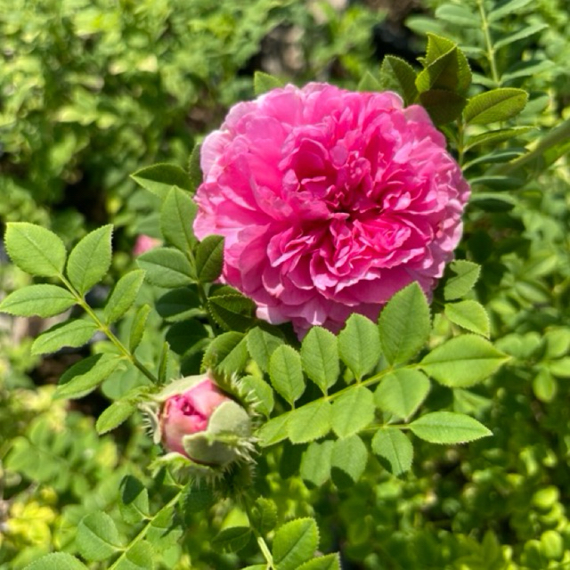 ต้นกุหลาบใบมะขาม ร็อกบังยี่ พรีน่า โรส ดอกหอม ดอกซ้อน ต้นเป็น