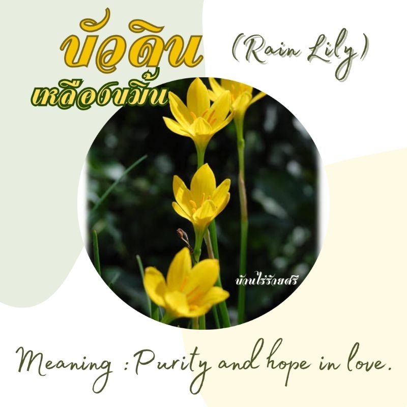 บัวดินสีเหลืองขมิ้น / บัวสวรรค์ (Rain Lily) 20 หัว คละไซส์