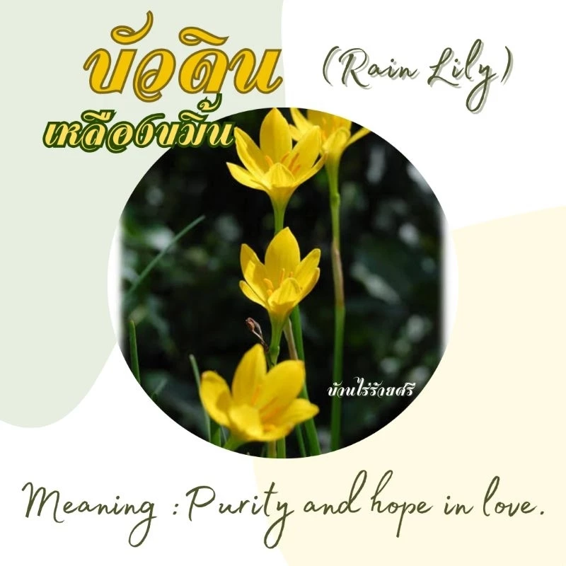 บัวดินสีเหลืองขมิ้น / บัวสวรรค์ (Rain Lily) 20 หัว คละไซส์