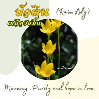บัวดินสีเหลืองขมิ้น / บัวสวรรค์ (Rain Lily) 20 หัว คละไซส์