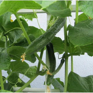 เมล็ดพันธุ์ แตงกวาญี่ปุ่น เทสตี้กรีน Tasty Green F1 Cucumber Seed 10 เมล็ด คุณภาพดี ของแท้ 100%