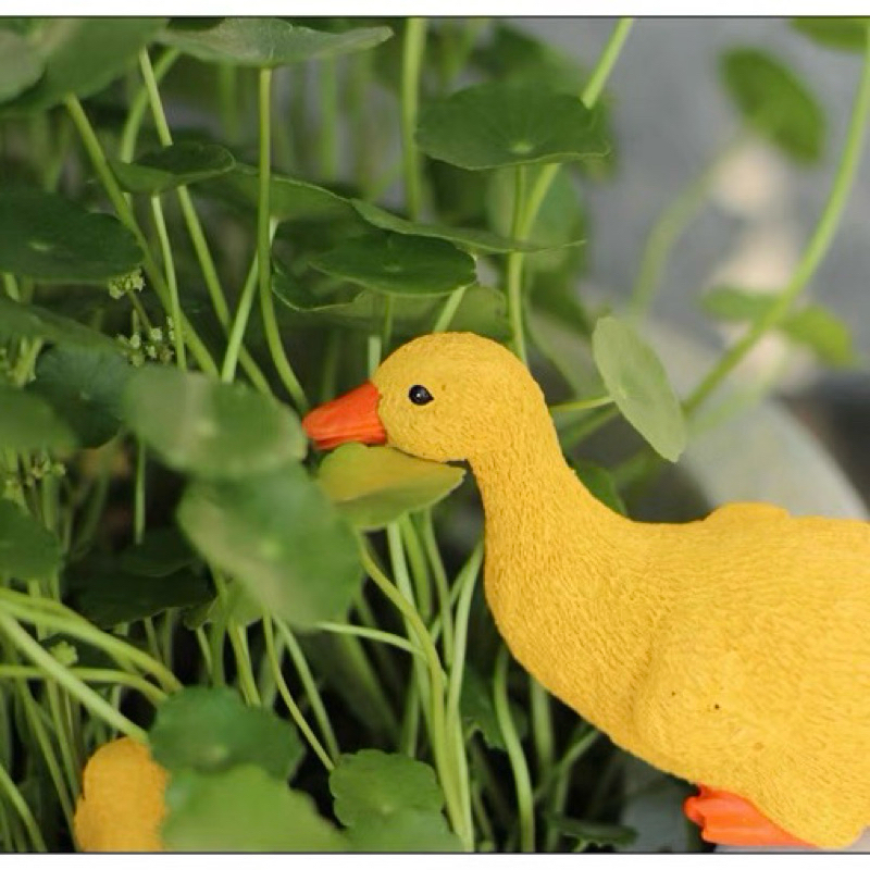 Decorative garden duck pond  อ่างเป็ดตกแต่งสวน  เพิ่มชีวิตชีวาให้สวนของคุณ ด้วยเป็ดตัวจิ๋วสุดน่ารัก  . ราคา ถูกที่สุด ดีลบีเคเค แกลเลอรีภาพที่ 7