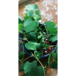 กิ่งองุ่นป่าคิมซอลเกาหลี 5แถม1ฟรี