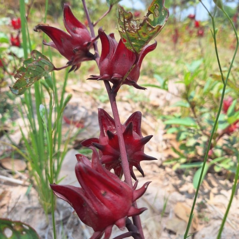 เมล็ดกระเจี๊ยบแดงพันธุ์ซูดานอัตราการสูงมากถึง90เปอร์เซ็น ขนาดบรรจุ500กรัม - รูปที่ 3