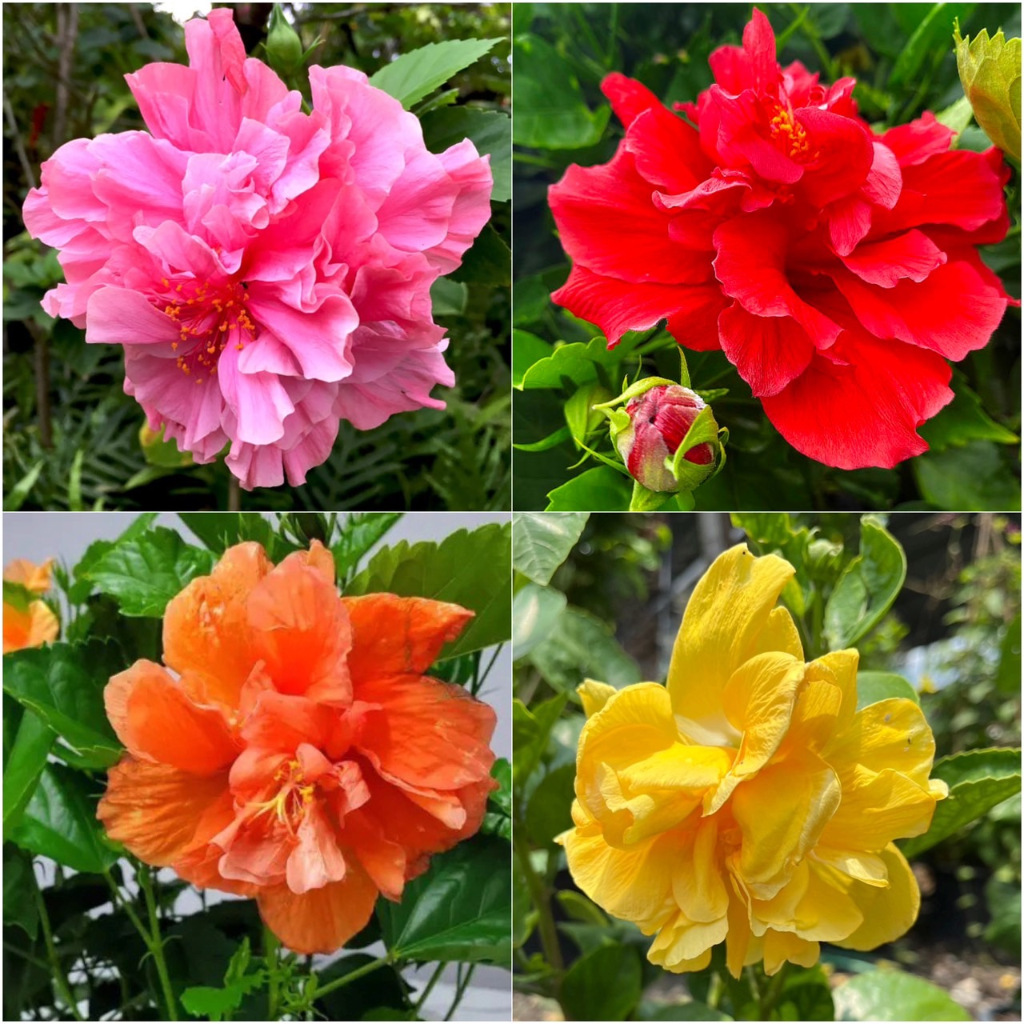 ชบาดอกซ้อนสีส้ม สีชมพู สีเหลือง สีแดง ต้นใหญ่กระถาง 11 นิ้ว ดอกสวยมาก Hibiscus, Double Tropical Hibiscus