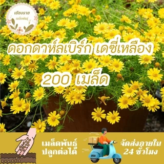 เมล็ดพันธุ์ ดอกดาห์ลเบิร์ก เดซี่สีเหลือง 30 เมล็ด Dahlberg Daisy เมล็ดพันธุ์แท้ นำเข้าจากต่างประเทศ